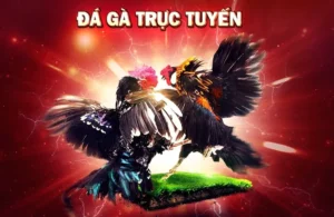 Bí Quyết Thắng Lớn Với Đá Gà 3D Tại EE88 Đỉnh Cao Giải Trí